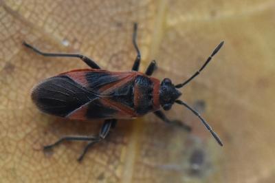 <i>Arocatus roeselii</i>