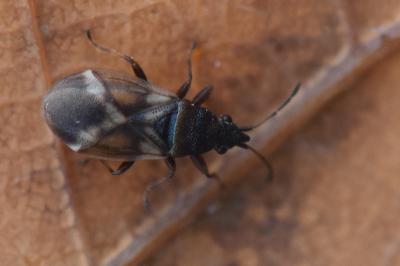 <i>Oxycarenus modestus</i>