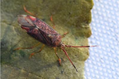 <i>Pantilius tunicatus</i>