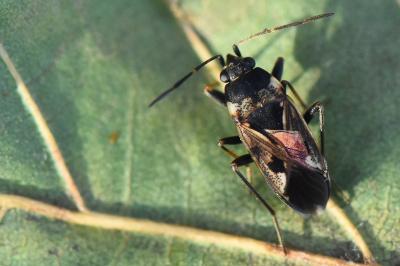 <i>Rhyparochromus vulgaris</i>