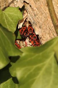 <i>Pyrrhocoris apterus</i>