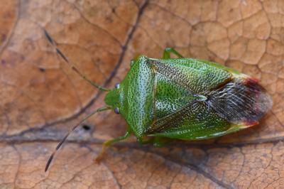<i>Elasmostethus minor</i>