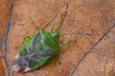 <i>Elasmostethus minor</i>