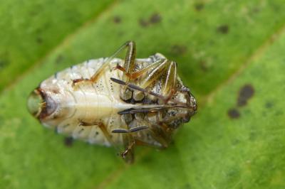 <i>Elasmucha grisea</i>