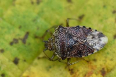 <i>Elasmucha grisea</i>