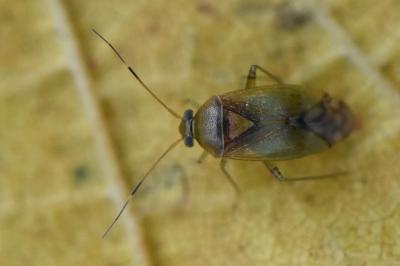 <i>Pinalitus cervinus</i>