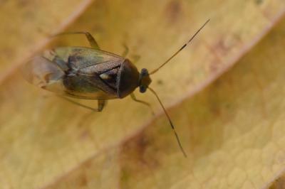<i>Pinalitus cervinus</i>