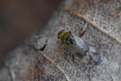 <i>Pinalitus cervinus</i>