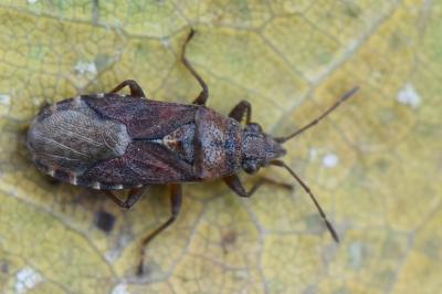 <i>Orsillus depressus</i>