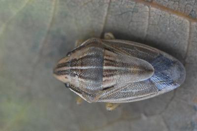 <i>Aelia acuminata</i>