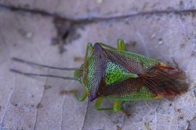 <i>Acanthosoma haemorrhoidale</i>