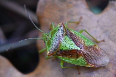 <i>Acanthosoma haemorrhoidale</i>