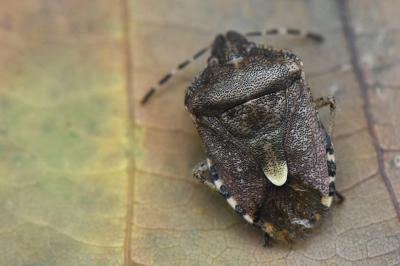 <i>Dolycoris baccarum</i>