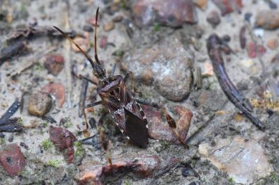 <i>Leptoglossus occidentalis</i>