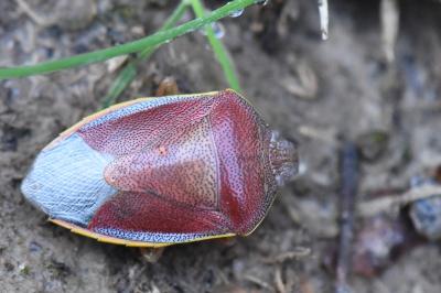 <i>Piezodorus lituratus</i>