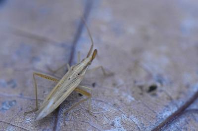 Stenodema laevigata