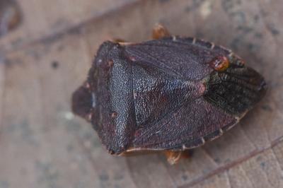 <i>Palomena prasina</i>