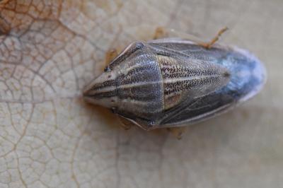 <i>Aelia acuminata</i>