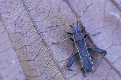 <i>Camptopus lateralis</i>