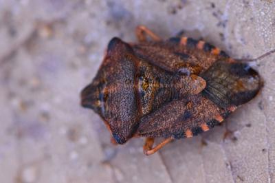 <i>Carpocoris purpureipennis</i>