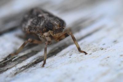 <i>Issus coleoptratus</i>