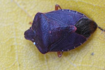 <i>Palomena prasina</i>