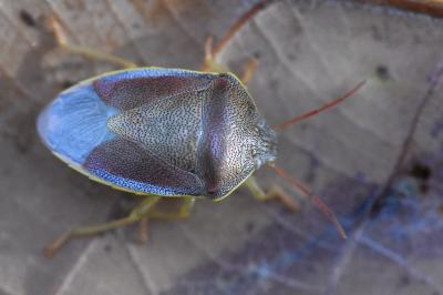 <i>Piezodorus lituratus</i>