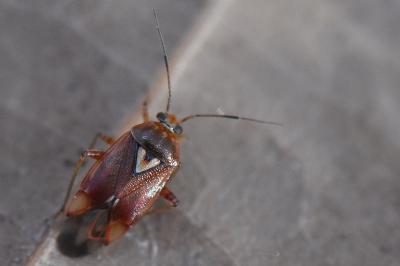 <i>Lygus pratensis</i>