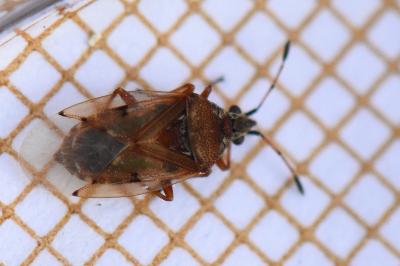<i>Kleidocerys resedae</i>