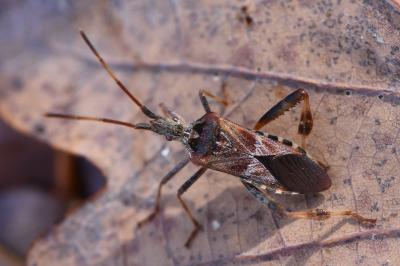 <i>Leptoglossus occidentalis</i>