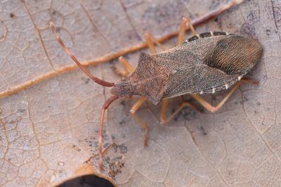 <i>Gonocerus acuteangulatus</i>