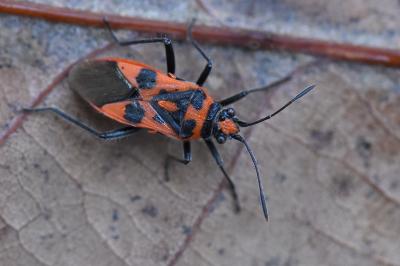 <i>Corizus hyoscyami</i>