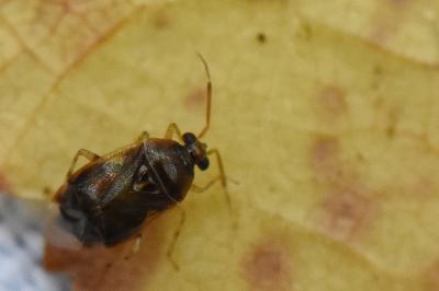 <i>Deraeocoris lutescens</i>