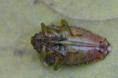 <i>Elasmucha grisea</i>