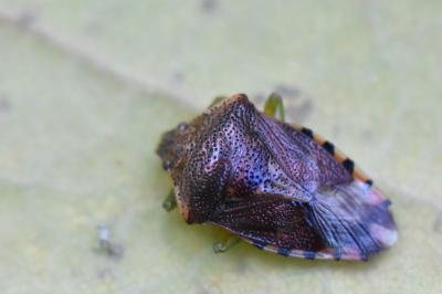 <i>Elasmucha grisea</i>