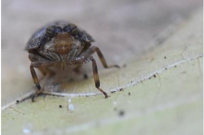 <i>Issus coleoptratus</i>