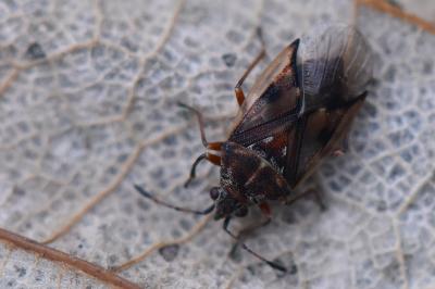 <i>Kleidocerys resedae</i>