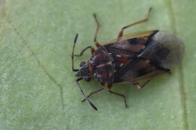 <i>Kleidocerys resedae</i>