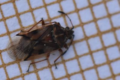 <i>Kleidocerys resedae</i>