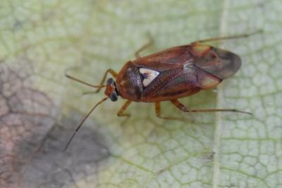 <i>Lygus pratensis</i>