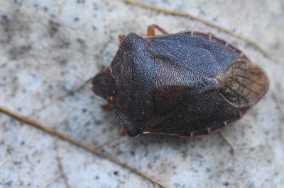 <i>Palomena prasina</i>