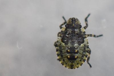 <i>Pentatoma rufipes</i>