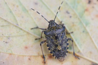 <i>Rhaphigaster nebulosa</i>