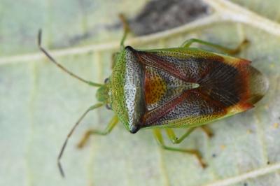 <i>Elasmostethus interstinctus</i>