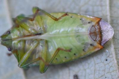 <i>Elasmostethus interstinctus</i>