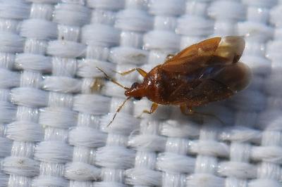 <i>Cardiastethus fasciiventris</i>