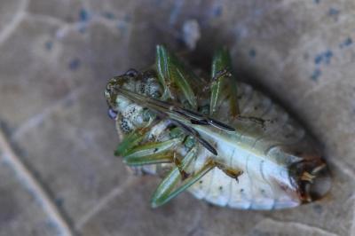 <i>Elasmucha grisea</i>