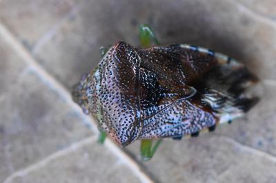 <i>Elasmucha grisea</i>