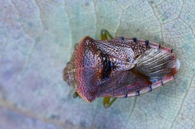 <i>Elasmucha grisea</i>
