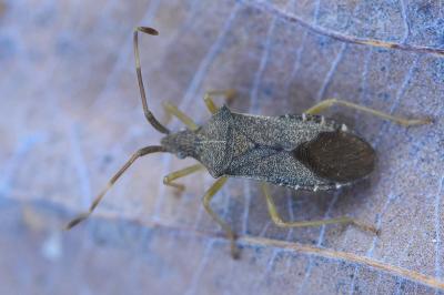 <i>Gonocerus acuteangulatus</i>